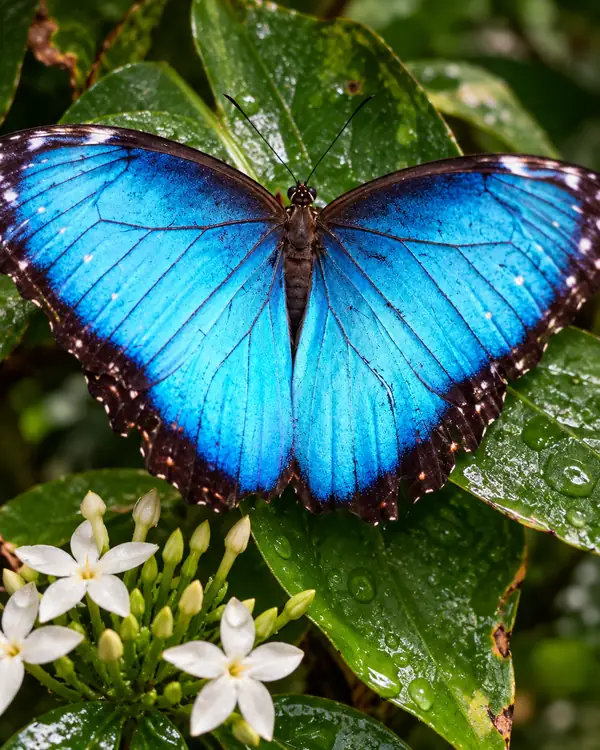 Papillon bleu vif posé sur un fond de feuillage vert
